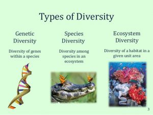 types of biodiversity